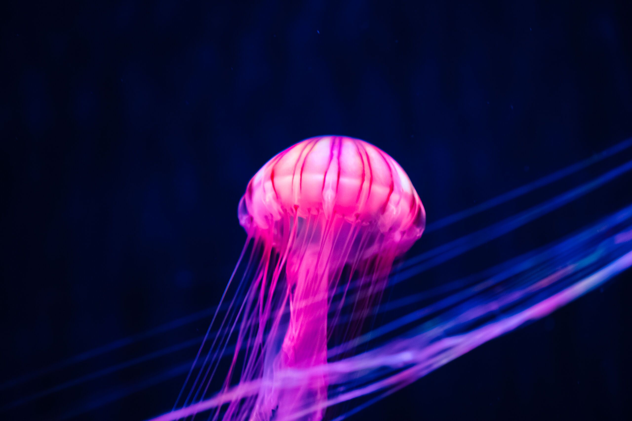 すみだ水族館 入場券