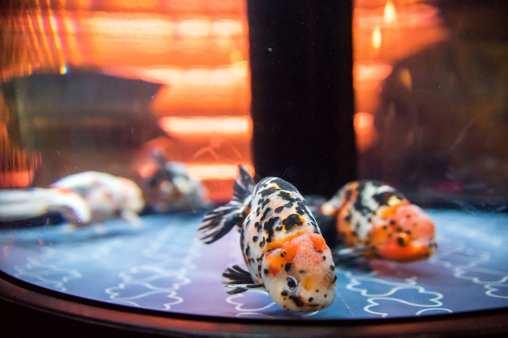 すみだ水族館 入場券